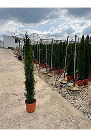 Cupressus Sempervirens Ø28
