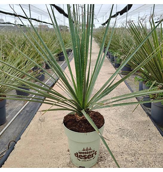 Dasylirion Serratifolium Western Desert Dreams Ø26