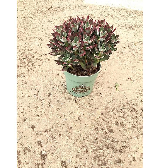 Echeveria Devotion Western Desert Dreams Ø14