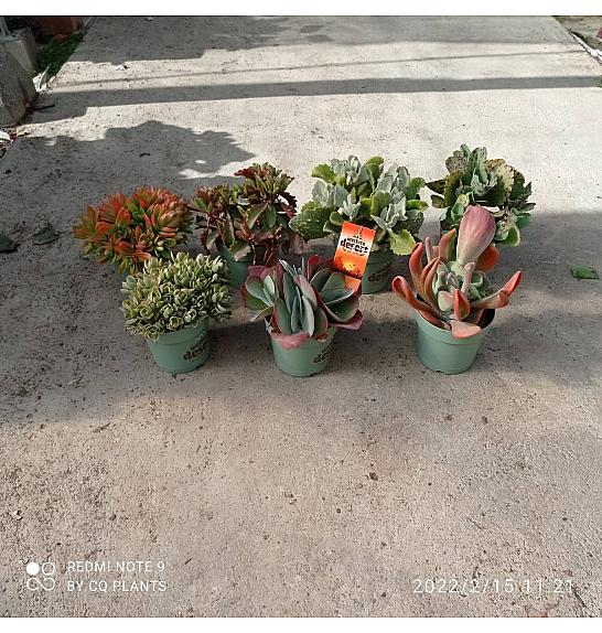 Kalanchoe Mix Western Desert Dreams Ø18