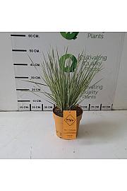 Lomandra Downunder Dreams Ø18