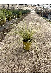 Lomandra Downunder Dreams Ø24; grm