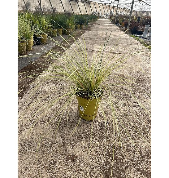 Lomandra Downunder Dreams Ø24; grm