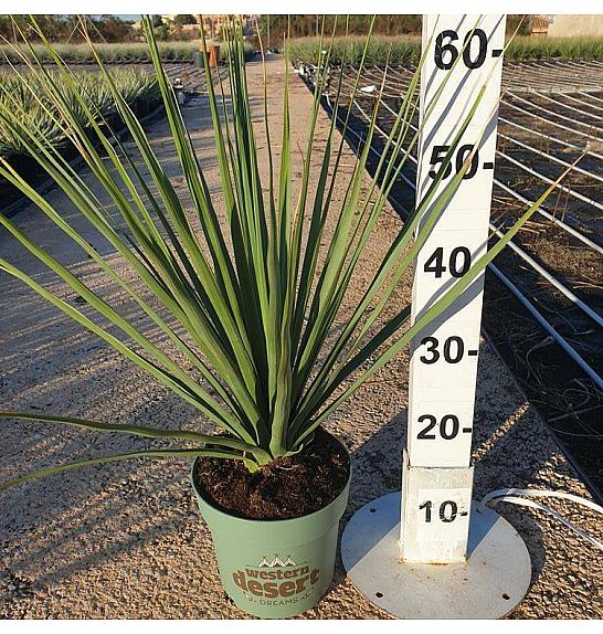 Nolina Nelsonii Western Desert Dreams Ø18