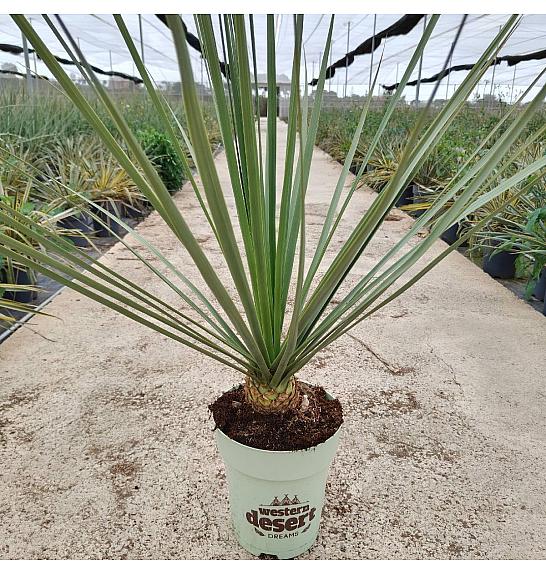 Nolina Nelsonii Western Desert Dreams Ø26