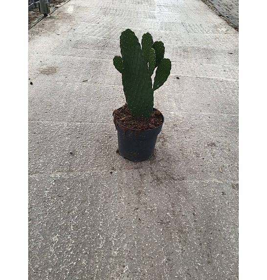 Opuntia Consolea Ø20