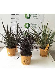 Phormium Mix Downunder Dreams Ø24