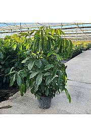 Schefflera Actinophylla Ø40