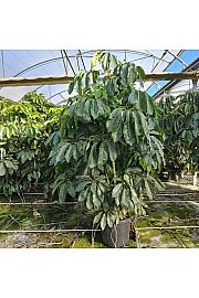 Schefflera Actinophylla Ø80