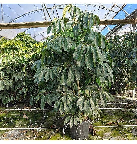 Schefflera Actinophylla Ø80