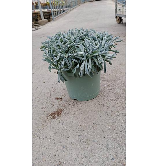 Senecio Trident Blue Western Desert Dreams Ø18