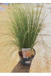 Stipa Pony Tails Ø20