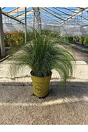 Stipa Pony Tails Ø23