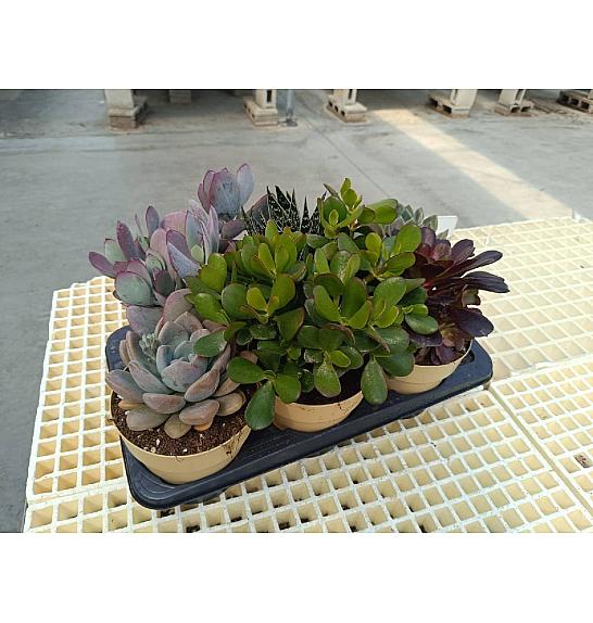 Succulent Plant Mix Ø17