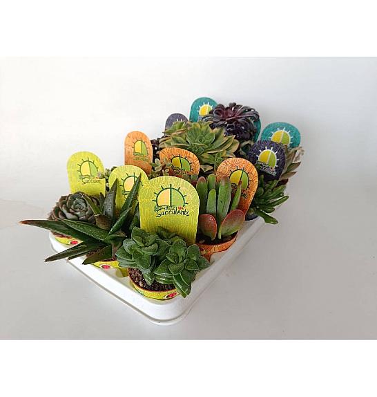 Succulent Plant Mix Ø8