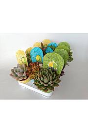 Succulent Plant Mix Ø10