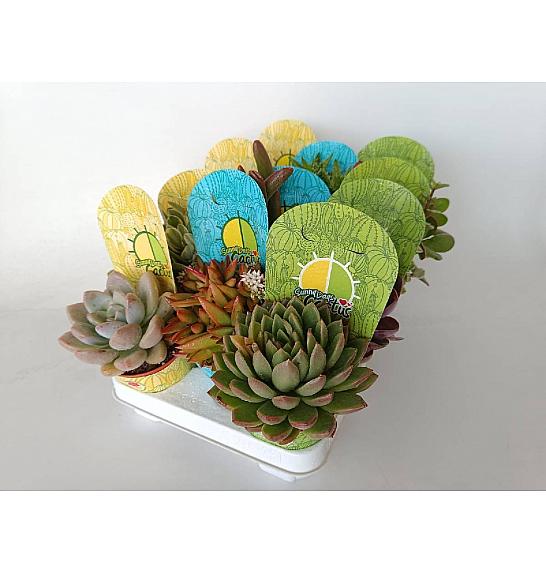 Succulent Plant Mix Ø10