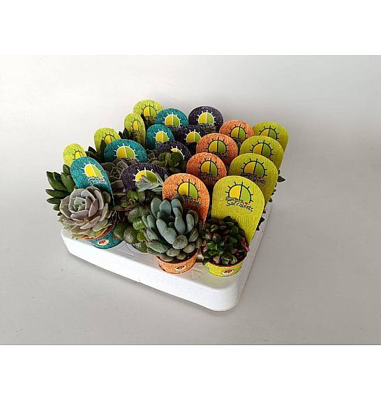 Succulent Plants Mix Ø5