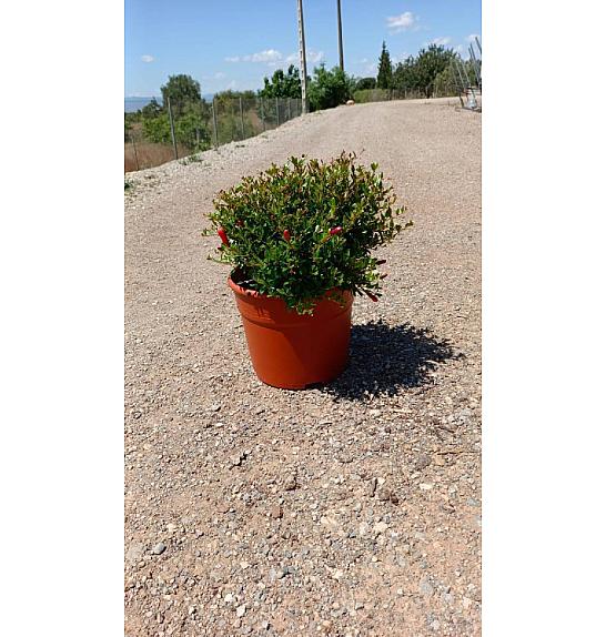 Punica Granatum Nana Gracillisima Ø20
