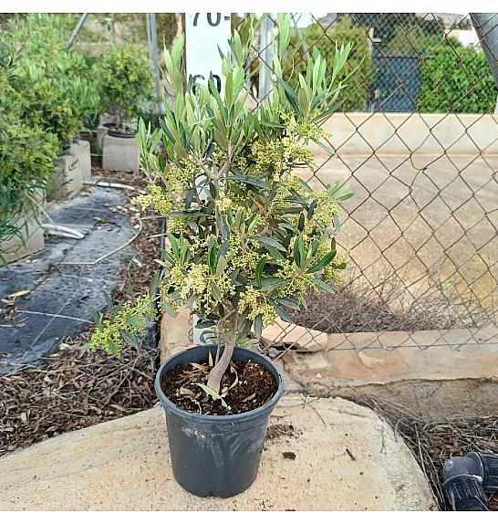 Olea Europaea Ø18; grm