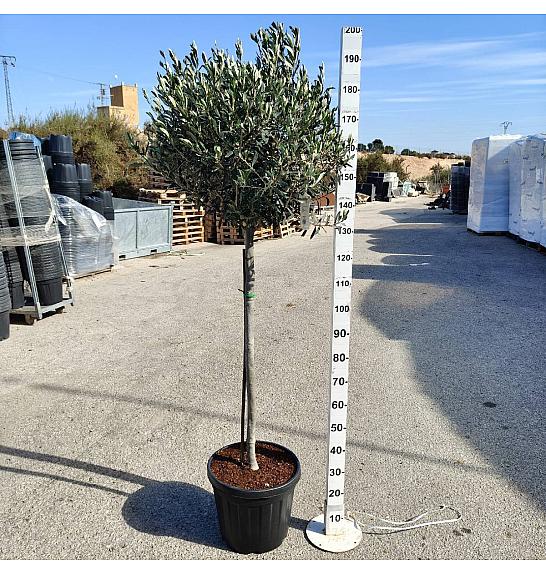 Olea Europaea Ø40; na steblu