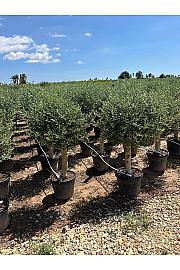 Olea Europaea Ø40; na steblu
