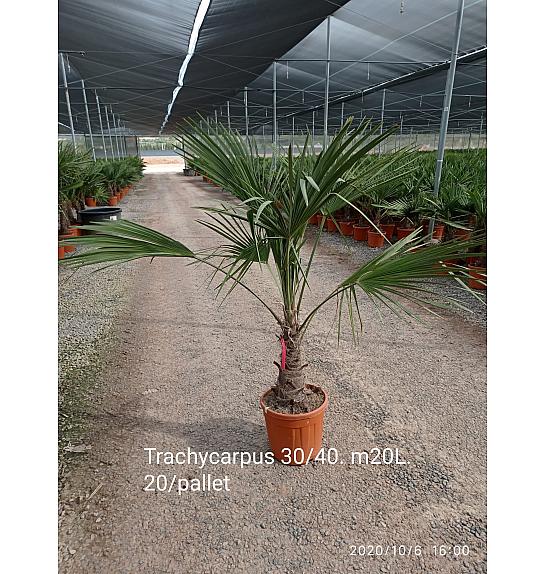 Trachycarpus Fortunei Ø35