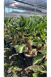 Trachycarpus Wagnerianus Ø38
