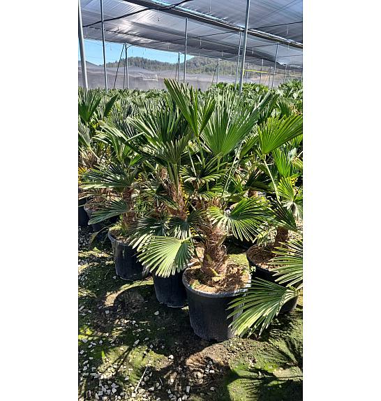 Trachycarpus Wagnerianus Ø38
