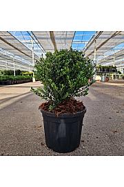 Ilex crenata Glorie Dwarf C4,5 Lit. 25/+ cm Krogla