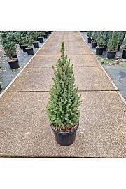 Picea glauca Perfecta C15 Lit. 60-80 cm