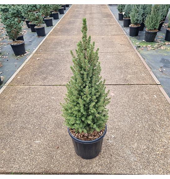 Picea glauca Perfecta C15 Lit. 60-80 cm