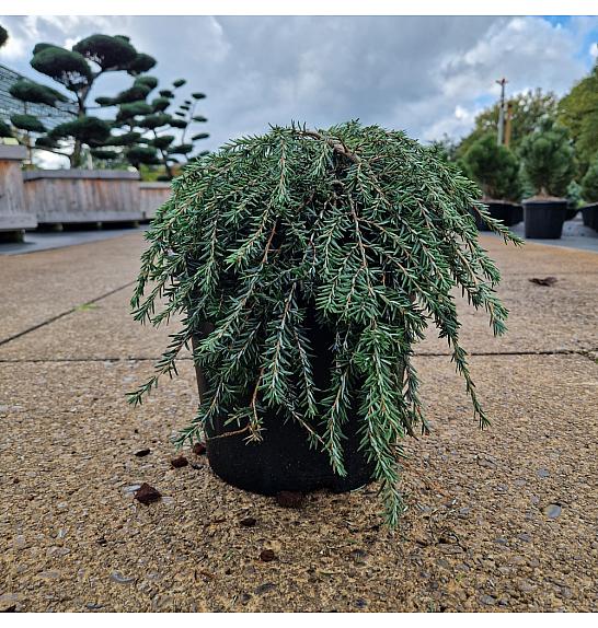 Tsuga can. Coles Prostrate C6 Lit. 25-30 cm