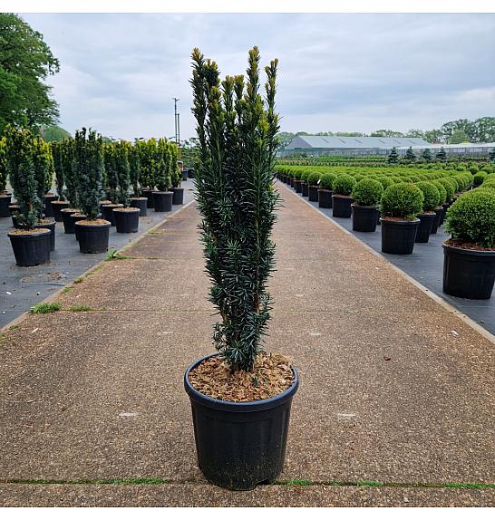 Taxus baccata Fast. Robusta C11 Lit. 50-60 cm