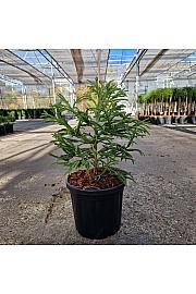 Cryptomeria japonica Spiralis C8 Lit. 30-40 cm