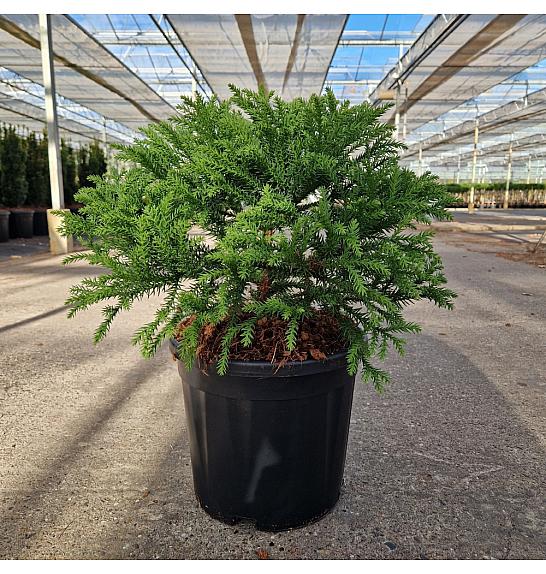 Cryptomeria japonica Kamasan C11 Lit. 30-40 cm