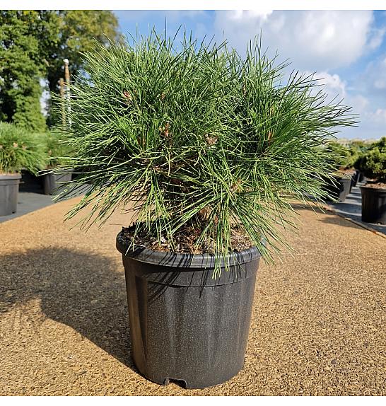 Pinus nigra Brepo C11 Lit. 30-35 cm