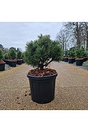 Pinus mugo Gnom Findling C6 Lit. 20-25 cm