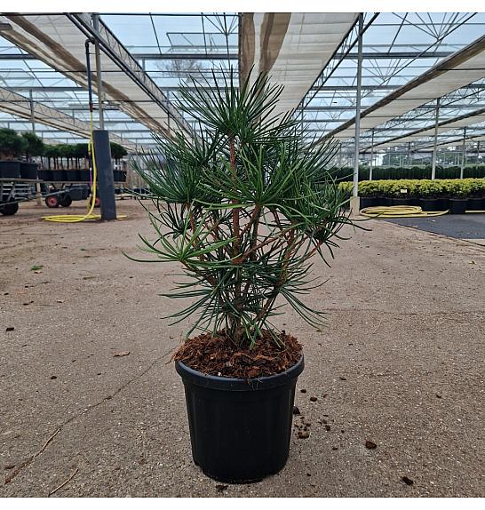 Sciadopitys verticillata C6 Lit. 35-40 cm