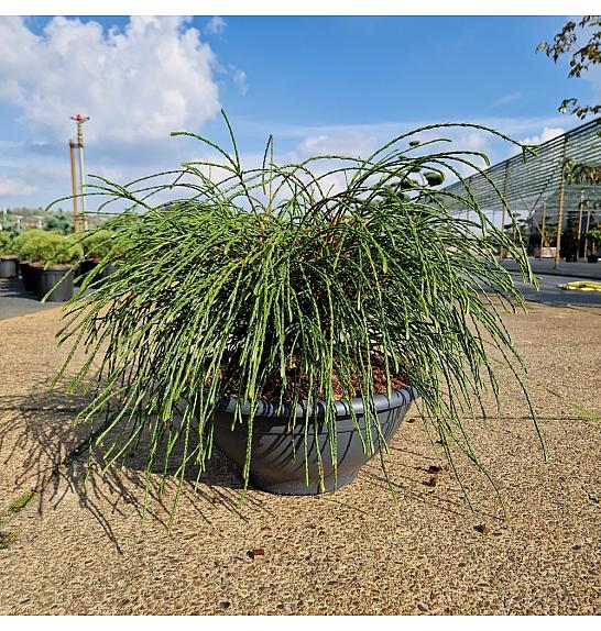 Thuja plicata Whipcord skleda 10 Lit. 35-40 cm