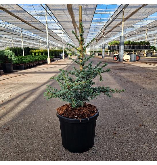 Cedrus libani Horstmanns Silberspitz C8 Lit. 35-40 cm