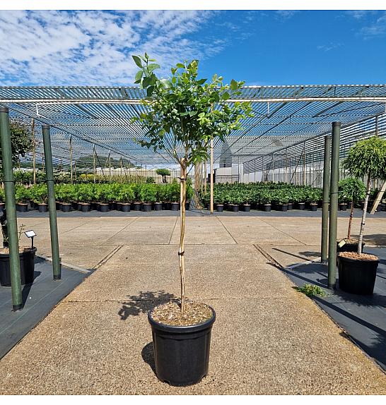 Vaccinium cor. Northland C18 Lit. Na steblu 60 cm