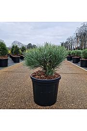 Pinus sylvestris Watereri C8 Lit. 25-30 cm Krogla