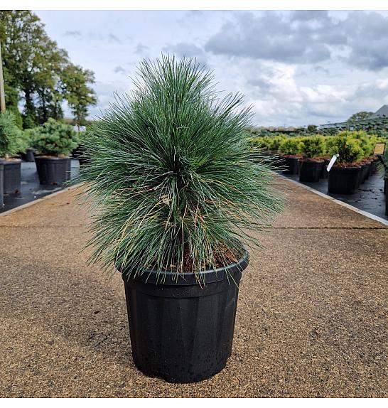 Pinus schwerinii Wiethorst C6 Lit. 20-30 cm