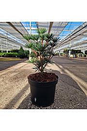 Sciadopitys verticillata Green Diamond C5 Lit. 25-30 cm
