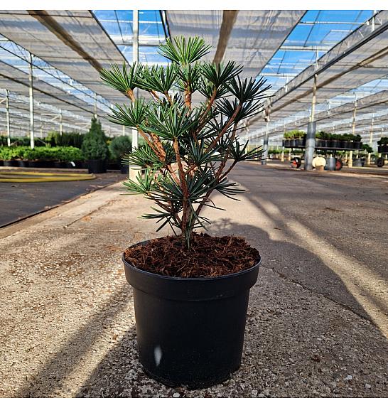 Sciadopitys verticillata Green Diamond C5 Lit. 25-30 cm