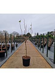 Corylus avellana Medusa C20 Lit. Na steblu 60 cm