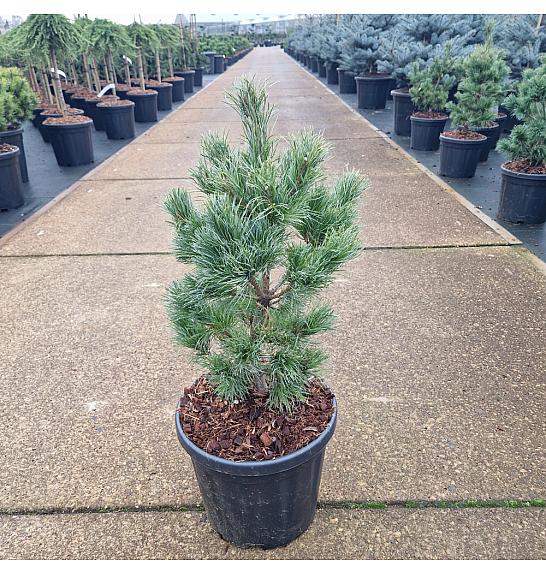 Pinus parviflora Schoon's Bonsai C8 Lit. 40/+ cm