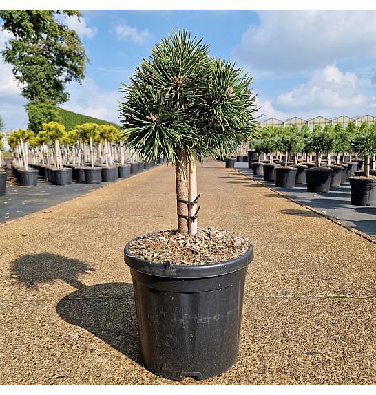 Pinus nigra Green Pearl C8 Lit. Na steblu 20 cm Krošnja 20-25 cm