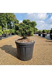 Pinus mugo Picobello C8 Lit. 30/+ cm